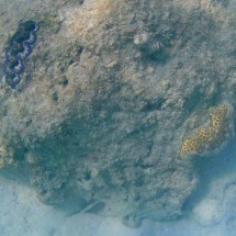 Purple clam in the sea around Koh Rong Sanloem