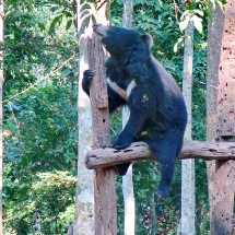 Sun Bear close to Kuang Si Waterfalls - unfortunately behind fences