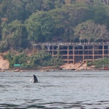 Fin of a Dolphin