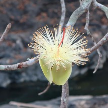 Flower close to the broken bridge