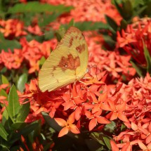 Butterfly close to the broken bridge