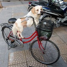 Dog in Ninh Binh