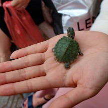 Little Turtle close to the West Lake