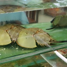 Strange Seafood of Cat Ba