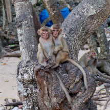 Monkeys on Monkey Island