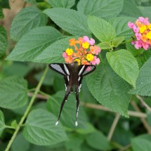 Butterfly close to 701 meters high Hai Van Peak