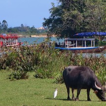 Buffalo with Heron