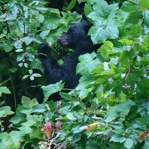 Black Bear collecting berries along Cassiar Gighway