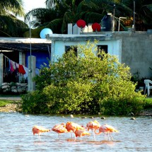 Flamingos on the street to Dzilan de Bravo