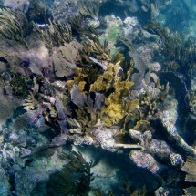Lilac and yellow corals in the reef in front of Xpu-Ha