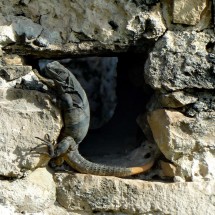 Iguana in an old window