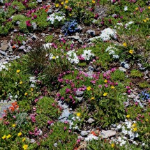 Flowers close to the summit at 3600 meters sea-level