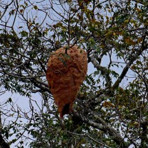 Wasps' nest in the Bioparque