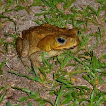 Huge Toad on our campsite