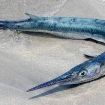 Dead fish on Cayo Pequeño