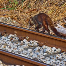 Coati on the rail parallel to the canal