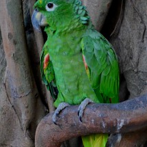 Parrot in a tree in front of the port