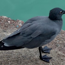 Gull with black feet