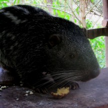 Rat like animal on the way to the waterfalls Cataratas El Tirol