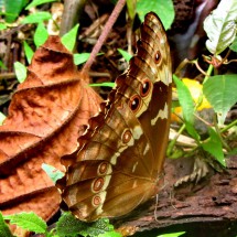 Eyes of a huge blue butterfly - unfortunately it has its wings closed