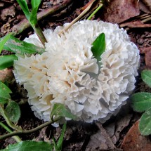 White fruit of the jungle