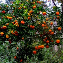 Fertile jungle around the waterfalls -&amp;nbsp; Tree full of tangerines