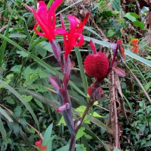 Red flowers