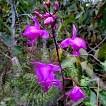 Purple flowers close to the waterfalls Cataratas Tirol
