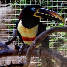 Toucan in the little zoo of Satipo