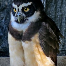 Owl Macheteros