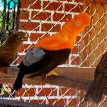 Orange headed bird with chick and wife?