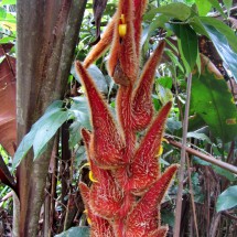 Another flower