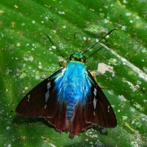 Big fly on the way to the waterfalls