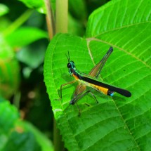 Another colorful insect