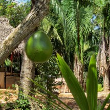 Huge green fruit