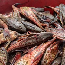 Fish of the Laguna Yarinacocha