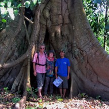 Base of a tremendous huge tree
