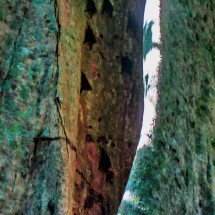 Bats on a tree