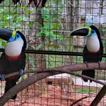 Two Toucans