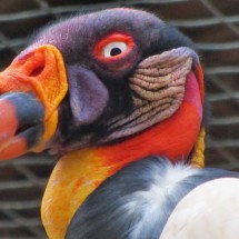 Nice guy, this Condor?