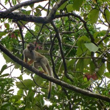 Free Monkey in the zoo