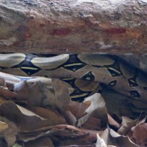 Anaconda