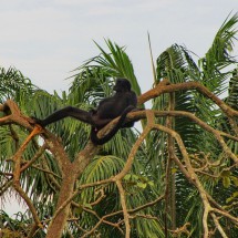 Monkey on an island in the zoo