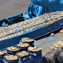 Drying fish