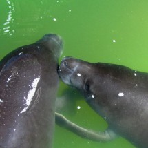 Two Manatee teens