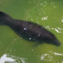 Baby Manatee in the rescue center close to Laguna Quistacocha