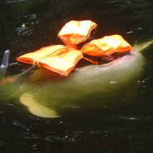 Horny fresh water Dolphin