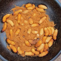 Living maggots - Bon appetit!