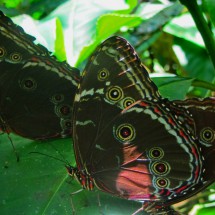 Butterflies in the breeding area