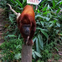 Another big monkey